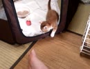【保護猫】食後の運動タイム【五粒】