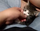 【保護猫】まりもと妨害二粒【五粒】