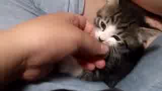 【保護猫】まりもと妨害二粒【五粒】