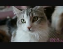 【#235】 ニャンズは元気　【猫万歳】