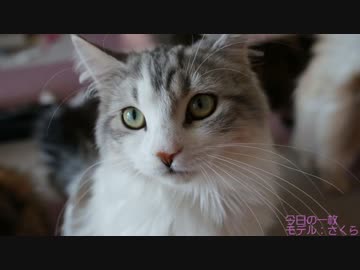 【#235】 ニャンズは元気　【猫万歳】