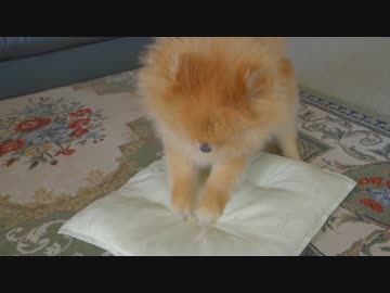 掘って掘って掘りまくるポメラニアン！