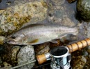 【ブルック】ルアー釣り、渓流？をベイトタックルにて【ヤマメ】
