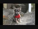 ♬　はじめての　お散歩　♩