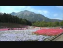 秩父 羊山公園の芝桜