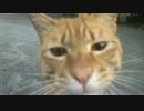 【猫の去勢ドキュメント4】去勢後解放一夜明け、猫たちとの再会