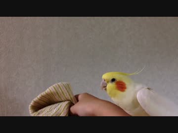 オカメインコ　タオルでノリノリに