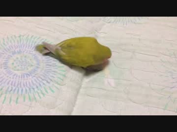 鳥界のメッシ