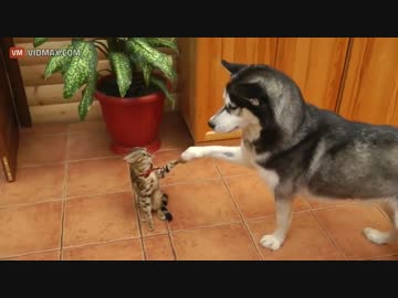 ワンコの猛烈な愛に困っちゃうニャンコ