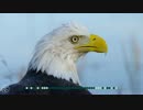 720p-nature-source with Time Code.avi
