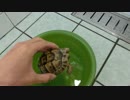 リクガメ　初めての温浴