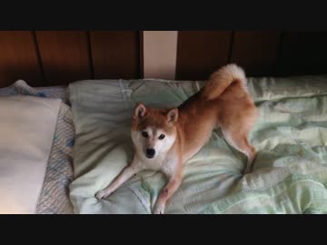 『コーミング』で荒ぶるシバイヌ