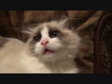 ラグドールのレオ　Vol.28　どんどんアホな表情になっていく猫