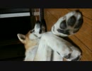 【秋田犬】手が動いちゃうかのこ