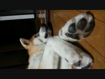 【秋田犬】手が動いちゃうかのこ