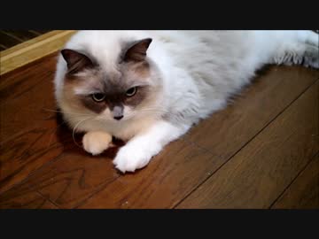 待ってるくせにさりげない感じにしようとする猫