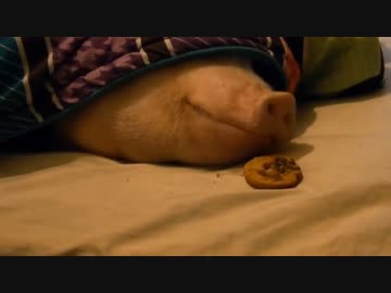 熟睡している豚さんに甘みを与えてみる実験ｗｗｗ