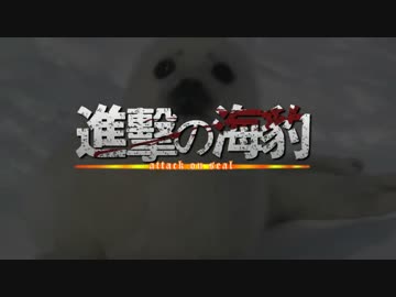 【MAD】 進撃の海豹 / 進撃の巨人OP×海豹