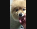 ポメラニアンを撫でてみた。