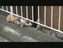 野良ネコさんが赤ちゃんを産んだそうです