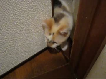 【ミィ】トイレに侵入する猫【part9】