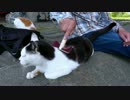 いろいろ心配だけど、とりあえずゴシゴシ【魚くれくれ野良猫】