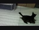 【生後63日】きょうの仔猫【蒼民家の猫々】
