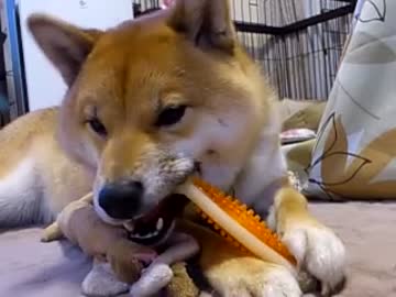 柴犬　はな　デンタルボーン
