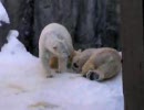 転がるホッキョクグマ　旭山動物園