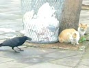 気まずいカラスとぬこ