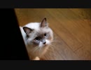 待つ猫