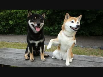 柴犬ひかりといちごと黒柴くん・２