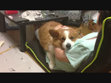 お母さんに甘えまくる犬（コーギー）