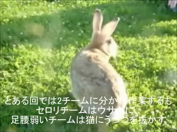 東京スカイツリー１個分のゴミを拾っていく動画その㉓