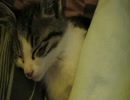 子猫が寝てるだけ