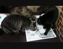 こんしゅうのおやつ【蒼民家の猫々】