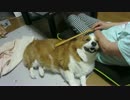 孫の手で気持ちよくなる犬（コーギー）