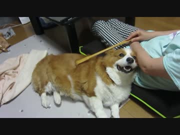 孫の手で気持ちよくなる犬（コーギー）