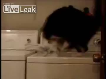 洗濯機と同期する猫