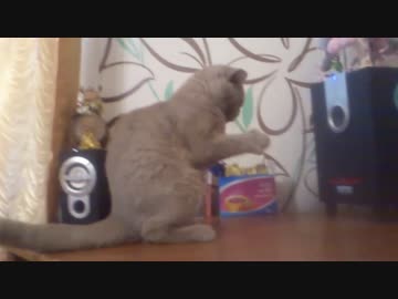音圧と戦う猫