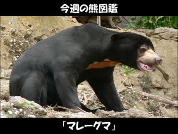 クマ、飼ってみたら可愛すぎたので実況 part4