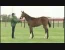 馬とお散歩2014