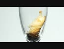カブトムシの幼虫が蛹になる　１０倍速