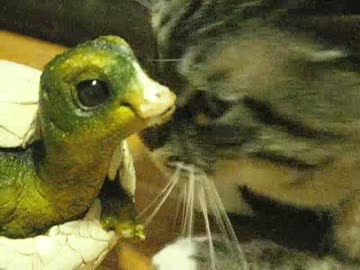 ジャンくんのスリスリ対応恐竜の赤ちゃん