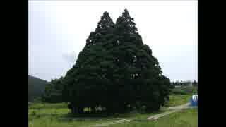 トトロの木（小杉の大杉）山形県鮭川村