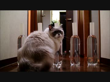 猫よけはスポーツ用品です。