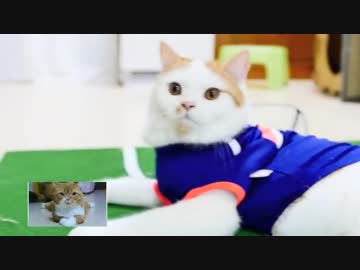 【マンチカンズ】日本対コロンビアを予想する猫動画【ワールドカップ】