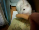 ムキーー！！