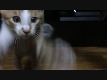 ネコパンチで世界タイトルを狙う子猫達