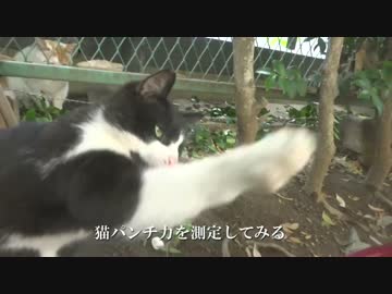 街のコワモテな猫たちをモフったり共に遊んだりしてみた